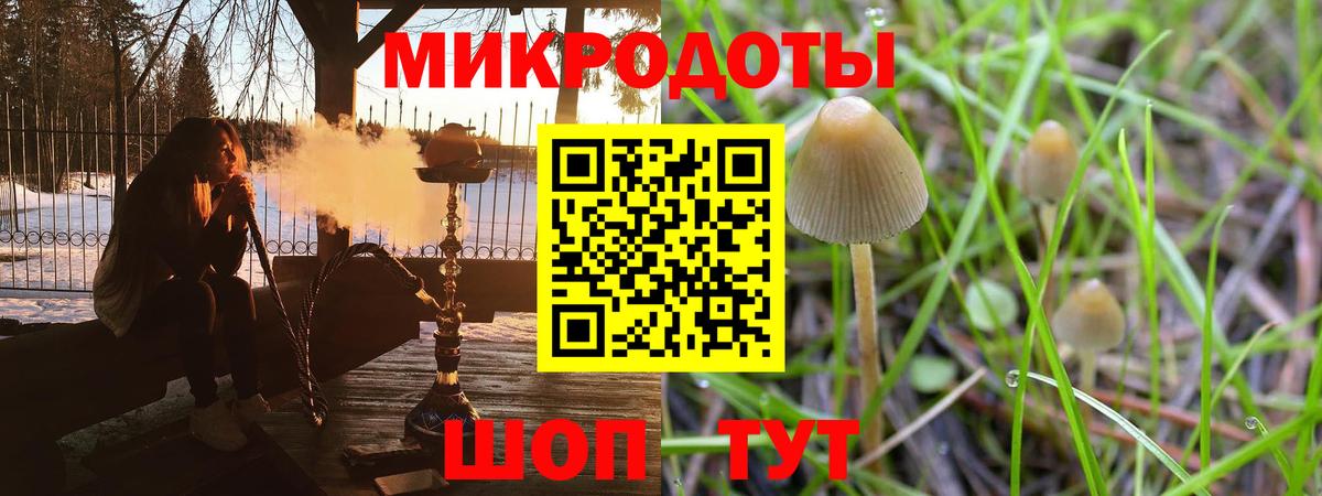 Псилоцибиновые грибы Psilocybe Шахты